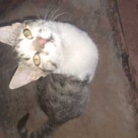 Profile picture of cutecatty